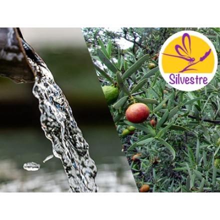 Hidrolato de Sândalo Spicatum Silvestre e BIO