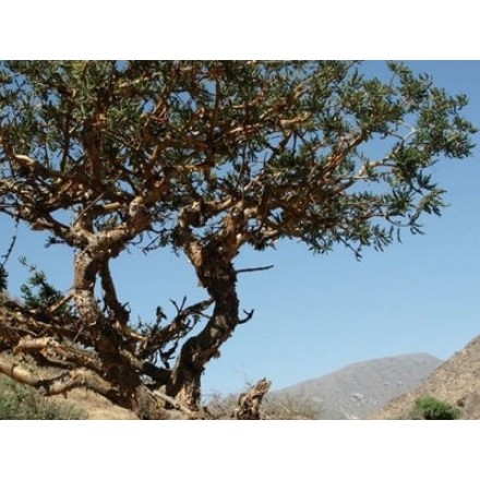 Extrato líquido de Boswellia - Hidroglicerinado