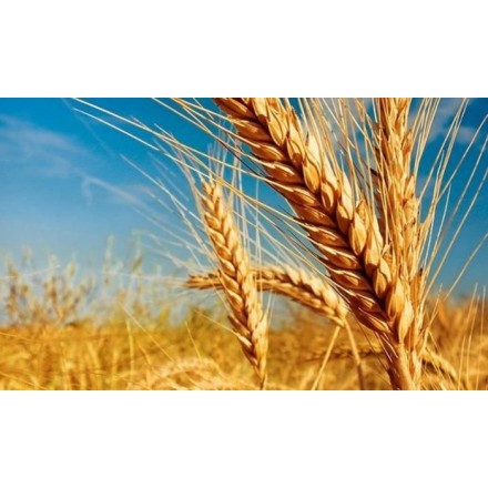 Hidrolisado de Proteína de Trigo - Queratina Vegetal