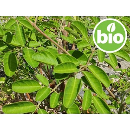 Moringa em Pó BIO