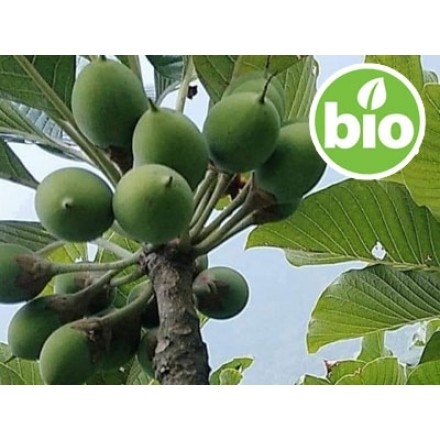 Manteiga de Chiuri Tradicional BIO