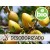 Óleo de Argão Desodorizado BIO