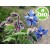 Óleo de Borago / Borragem Virgem de 1ª pressão BIO
