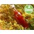 Óleo de Hipericão BIO em Azeite BIO