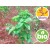 Óleo Essencial de Manjericão Tropical Silvestre BIO