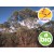 Óleo Essencial de Eucalipto Polibractea - Qt. Cryptona