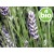 Óleo Essencial de Lavandin Super BIO Diluído (5%)