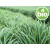 Óleo Essencial de Lemongrass BIO
