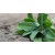 Óleo Essencial de Salvia Officinalis BIO