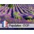 Óleo Essencial de Lavanda BIO da Provença