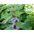 Óleo Essencial de Menta Arvensis / do Campo BIO