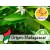 Óleo Essencial de Petitgrain de Tangerineira BIO