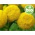 Óleo Essencial de Tanaceto Azul (Tansy Blue) - BIO