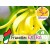 Óleo Essencial de Ylang Ylang Extra - Silvestre BIO