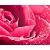 Água de Rosas Natural - (Rosa Damascena)