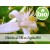 Diluição de Néroli - Flor de Laranjeira BIO a 3%