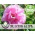 Diluição de Rosa de Damasco - Búlgara Otto BIO a 3%