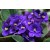 Fragrância de Violeta recém-colhida