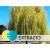 Extrato líquido de Salgueiro BIO - Hidroglicerinado
