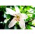 Aroma de Flor de Laranjeira - Hidrossolúvel