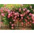 Fragrância de Rosa de Jardim