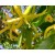 Fragrância de Ylang Ylang