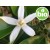 Hidrolato de Flor de Laranjeira - Néroli BIO
