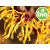 Hidrolato de Hamamélis BIO