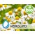 Hidrolato de Camomila Romana BIO - Microfiltrado