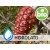 Hidrolato de Pinheiro de Alepo BIO
