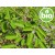 Moringa, folha cortada BIO