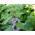 Óleo Essencial de Hortelã Arvensis - Mentha arvensis