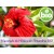 Óleo de Hibisco BIO