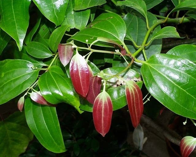 Bois de Hô