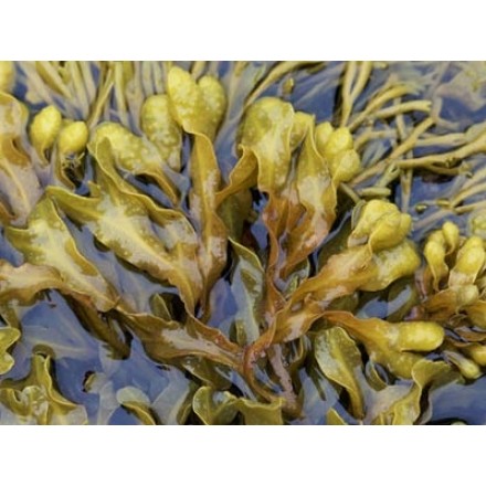 Fucus en poudre