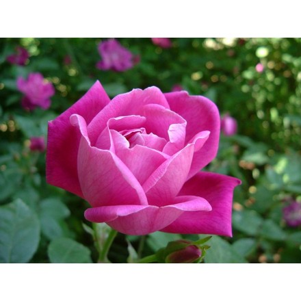 Parfum de bouquet de roses