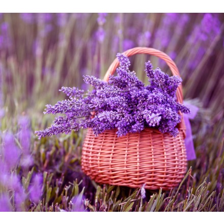 Parfum de lavande