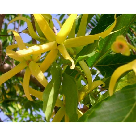Parfum d’ylang-ylang