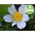 Huile de Camellia Oleifera vierge de 1re pression BIO