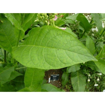 Assoluta di tabacco 100%