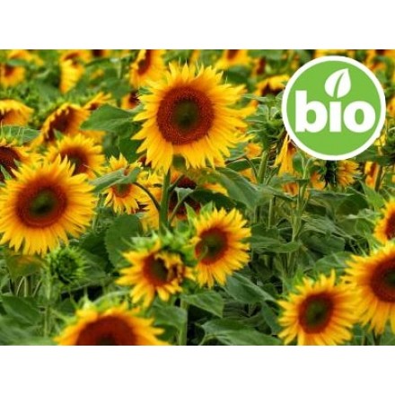 Olio di girasole vergine di 1ª spremitura BIO