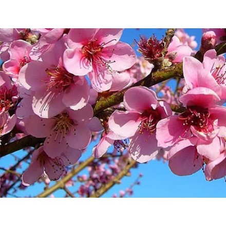 Fragranza di fiori di pesco