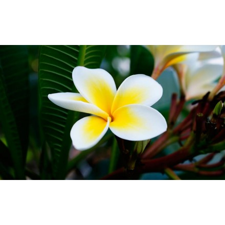 Fragranza di frangipani