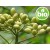 Olio di neem vergine di 1ª spremitura BIO