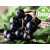 Olio di ribes nero BIO