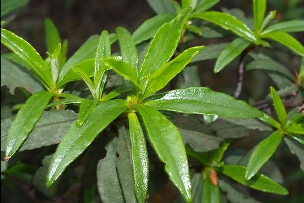 Labdanum