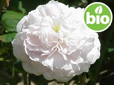 Bio-Rosa-alba-Hydrolat