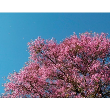 Rosenholz – naturidentisch