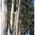 Ätherisches Eucalyptus-citriodora-Öl