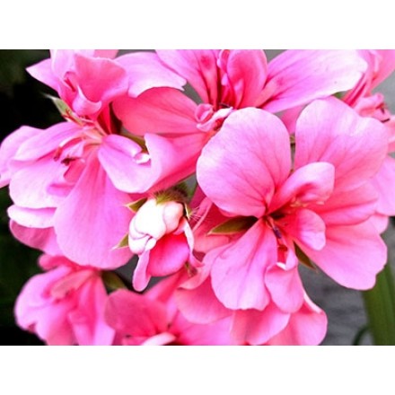 Kompozycja zapachowa Geranium różane